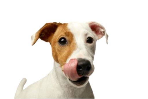 Cachorrinho feliz — AgroPet Alcatéia